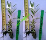 zylistek-wysmukly-deutzia-gracilis-25cm.jpg