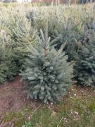 blau-fichte-stachelig-kaibab-ein-weihnachtsbaum-80-100-cm-silver-cut.jpg