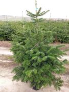 kaukasische-tanne-ein-weihnachtsbaum-80-100-cm.jpg