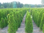 thuja-smaragd-100-120-cm-lebensbaum-smaragd-heckenpflanzen-wurzelballen-kostenloser-versand-deutschland-und-osterreich.jpg